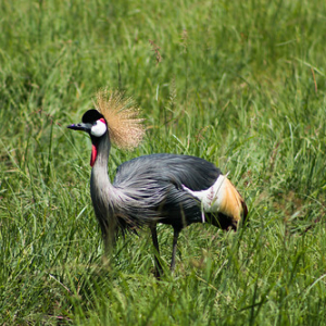Grulla coronada cuelligrís Grulla coronada cuelligrís • <a style="font-size:0.8em;" href="http://www.flickr.com/photos/96122682@N08/24111815788/" target="_blank">View on Flickr</a>