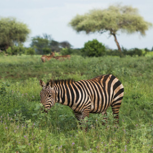 • <a style="font-size:0.8em;" href="http://www.flickr.com/photos/96122682@N08/26176232809/" target="_blank">View on Flickr</a>