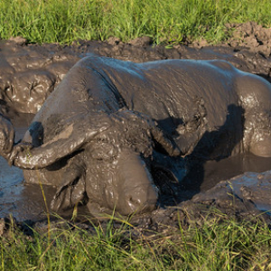 Bufalo de Cabo. Se bañan en lodo para refrescarse y mantener los parásitos y mosquitos alejados Bufalo de Cabo. Se bañan en lodo para refrescarse y mantener los parásitos y mosquitos alejados • <a style="font-size:0.8em;" href="http://www.flickr.com/photos/96122682@N08/37931108572/" target="_blank">View on Flickr</a>