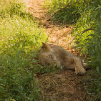 Jóven león macho Jóven león macho • <a style="font-size:0.8em;" href="http://www.flickr.com/photos/96122682@N08/26176983609/" target="_blank">View on Flickr</a>