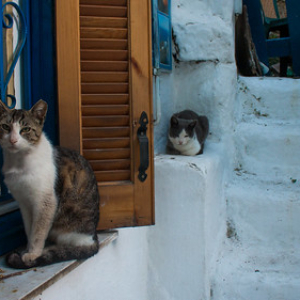 Los dueños de la calle Los dueños de la calle • <a style="font-size:0.8em;" href="http://www.flickr.com/photos/96122682@N08/26238098499/" target="_blank">View on Flickr</a>