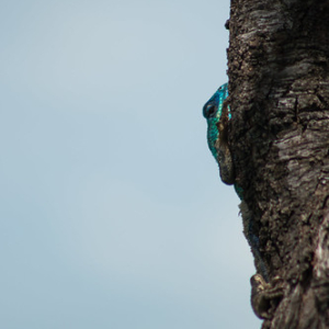 • <a style="font-size:0.8em;" href="http://www.flickr.com/photos/96122682@N08/37962775861/" target="_blank">View on Flickr</a>