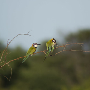 Abejaruco africano Abejaruco africano • <a style="font-size:0.8em;" href="http://www.flickr.com/photos/96122682@N08/37242519164/" target="_blank">View on Flickr</a>