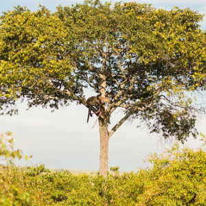 • <a style="font-size:0.8em;" href="http://www.flickr.com/photos/96122682@N08/37252369854/" target="_blank">View on Flickr</a>