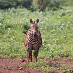 Cebra común (así se llama) luego de un baño en el lodo. Cebra común (así se llama) luego de un baño en el lodo. • <a style="font-size:0.8em;" href="http://www.flickr.com/photos/96122682@N08/37898521956/" target="_blank">View on Flickr</a>