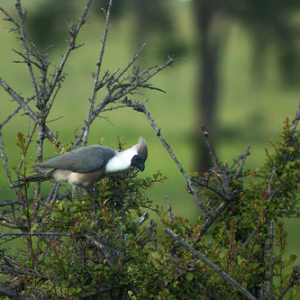 Corythaixoides / Go-away-bird Corythaixoides / Go-away-bird • <a style="font-size:0.8em;" href="http://www.flickr.com/photos/96122682@N08/37931798012/" target="_blank">View on Flickr</a>