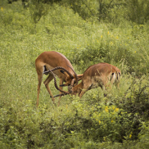 Impalas machos luchando por un grupo de hembras • <a style="font-size:0.8em;" href="http://www.flickr.com/photos/96122682@N08/24100732498/" target="_blank">View on Flickr</a>