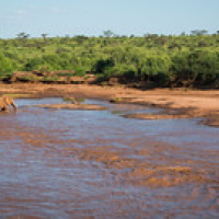 Elefantes cruzando el río Elefantes cruzando el río • <a style="font-size:0.8em;" href="http://www.flickr.com/photos/96122682@N08/37243111864/" target="_blank">View on Flickr</a>