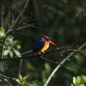 Martín pescador malaquita Martín pescador malaquita • <a style="font-size:0.8em;" href="http://www.flickr.com/photos/96122682@N08/37962745501/" target="_blank">View on Flickr</a>