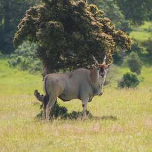 Antílope eland común Antílope eland común • <a style="font-size:0.8em;" href="http://www.flickr.com/photos/96122682@N08/24111743478/" target="_blank">View on Flickr</a>