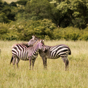 • <a style="font-size:0.8em;" href="http://www.flickr.com/photos/96122682@N08/37252319864/" target="_blank">View on Flickr</a>