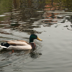 Volendam Volendam • <a style="font-size:0.8em;" href="http://www.flickr.com/photos/96122682@N08/37254555294/" target="_blank">View on Flickr</a>