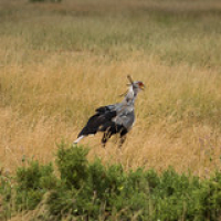 Secretario Secretario • <a style="font-size:0.8em;" href="http://www.flickr.com/photos/96122682@N08/24101444738/" target="_blank">View on Flickr</a>