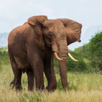 Elefante africano, se distingue del asiático por tener orejas y tamaño más grande • <a style="font-size:0.8em;" href="http://www.flickr.com/photos/96122682@N08/37899226616/" target="_blank">View on Flickr</a>