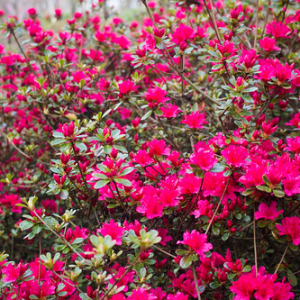 • <a style="font-size:0.8em;" href="http://www.flickr.com/photos/96122682@N08/37933166392/" target="_blank">View on Flickr</a>