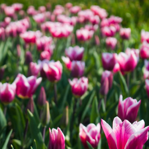 • <a style="font-size:0.8em;" href="http://www.flickr.com/photos/96122682@N08/37933223552/" target="_blank">View on Flickr</a>