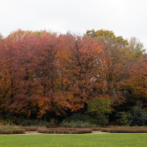 Vondelpark Vondelpark • <a style="font-size:0.8em;" href="http://www.flickr.com/photos/96122682@N08/37989249321/" target="_blank">View on Flickr</a>