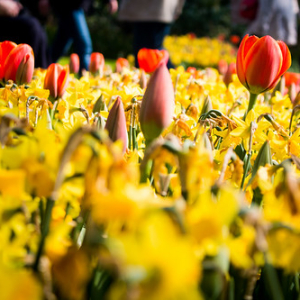 • <a style="font-size:0.8em;" href="http://www.flickr.com/photos/96122682@N08/26188430019/" target="_blank">View on Flickr</a>