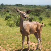 Gran kudú hembra Gran kudú hembra • <a style="font-size:0.8em;" href="http://www.flickr.com/photos/96122682@N08/37243115394/" target="_blank">View on Flickr</a>