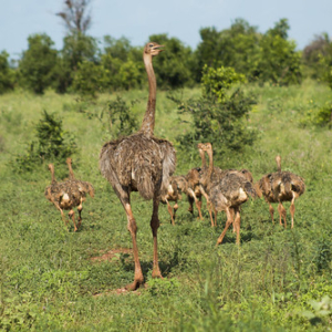 Familia Avestruz Familia Avestruz • <a style="font-size:0.8em;" href="http://www.flickr.com/photos/96122682@N08/37951675311/" target="_blank">View on Flickr</a>