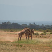 Cebra de Grévy Cebra de Grévy • <a style="font-size:0.8em;" href="http://www.flickr.com/photos/96122682@N08/26177024529/" target="_blank">View on Flickr</a>