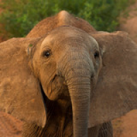 Este bellisimo elefante bebé no dejaba de mirarnos mientras jugaba, hacía muecas, daba vueltas. Fue tan increible que nos costó creer lo que estaba sucediendo, pero entendimos de alguna manera que se estaba relacionando con nosotros Este bellisimo elefante bebé no dejaba de mirarnos mientras jugaba, hacía muecas, daba vueltas. Fue tan increible que nos costó creer lo que estaba sucediendo, pero entendimos de alguna manera que se estaba relacionando con nosotros • <a style="font-size:0.8em;" href="http://www.flickr.com/photos/96122682@N08/26177041739/" target="_blank">View on Flickr</a>
