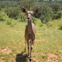 Gran kudú hembra Gran kudú hembra • <a style="font-size:0.8em;" href="http://www.flickr.com/photos/96122682@N08/37899180026/" target="_blank">View on Flickr</a>