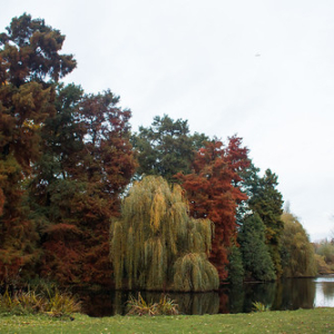 Vondelpark Vondelpark • <a style="font-size:0.8em;" href="http://www.flickr.com/photos/96122682@N08/37989228151/" target="_blank">View on Flickr</a>