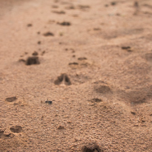 Huella de impala Huella de impala • <a style="font-size:0.8em;" href="http://www.flickr.com/photos/96122682@N08/24100775398/" target="_blank">View on Flickr</a>