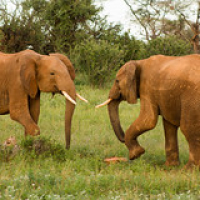 Estos jóvenes jugaron durante un largo tiempo, con varios rounds de lucha. Sumergidos completamente en el juego quedaron rezagados de la manada por un rato. Estos jóvenes jugaron durante un largo tiempo, con varios rounds de lucha. Sumergidos completamente en el juego quedaron rezagados de la manada por un rato. • <a style="font-size:0.8em;" href="http://www.flickr.com/photos/96122682@N08/37952466141/" target="_blank">View on Flickr</a>