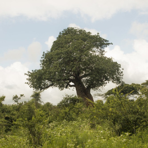 Si bien el Baobab es característico de la isla de Madagascar (y del planeta de El Principito!), existen algunos ejemplares en el continente, como este! Si bien el Baobab es característico de la isla de Madagascar (y del planeta de El Principito!), existen algunos ejemplares en el continente, como este! • <a style="font-size:0.8em;" href="http://www.flickr.com/photos/96122682@N08/26176260389/" target="_blank">View on Flickr</a>
