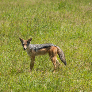 Chacal Chacal • <a style="font-size:0.8em;" href="http://www.flickr.com/photos/96122682@N08/37908558826/" target="_blank">View on Flickr</a>