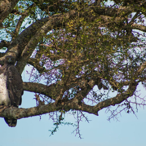 Águila azor africana Águila azor africana • <a style="font-size:0.8em;" href="http://www.flickr.com/photos/96122682@N08/37908600626/" target="_blank">View on Flickr</a>