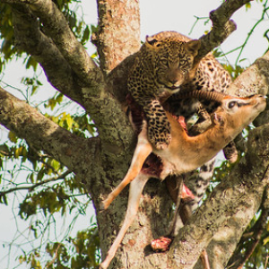 Los leopardos suelen ser muy tímidos, por eso se escabullen entre los árboles. Y podiamos notar en su mirada que se sentía un poco molesto por nuestra presencia... Los leopardos suelen ser muy tímidos, por eso se escabullen entre los árboles. Y podiamos notar en su mirada que se sentía un poco molesto por nuestra presencia... • <a style="font-size:0.8em;" href="http://www.flickr.com/photos/96122682@N08/37252370924/" target="_blank">View on Flickr</a>