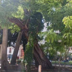 Abuelo árbol. Más de 400 años dandole oxigeno a las paseantes de París Abuelo árbol. Más de 400 años dandole oxigeno a las paseantes de París • <a style="font-size:0.8em;" href="http://www.flickr.com/photos/96122682@N08/24114291868/" target="_blank">View on Flickr</a>