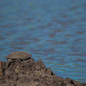 • <a style="font-size:0.8em;" href="http://www.flickr.com/photos/96122682@N08/24111803498/" target="_blank">View on Flickr</a>