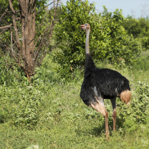 Papá avestruz Papá avestruz • <a style="font-size:0.8em;" href="http://www.flickr.com/photos/96122682@N08/26176225409/" target="_blank">View on Flickr</a>