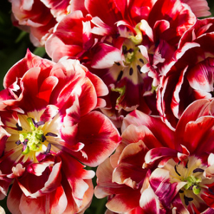 • <a style="font-size:0.8em;" href="http://www.flickr.com/photos/96122682@N08/26188354769/" target="_blank">View on Flickr</a>