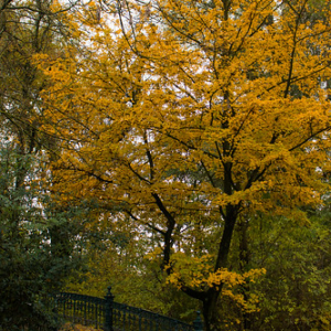 Vondelpark Vondelpark • <a style="font-size:0.8em;" href="http://www.flickr.com/photos/96122682@N08/37936280286/" target="_blank">View on Flickr</a>