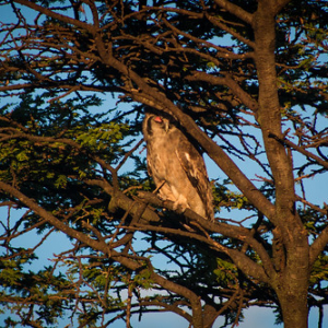 Buho Lechoso/Verreaux's Eagle Owl • <a style="font-size:0.8em;" href="http://www.flickr.com/photos/96122682@N08/37962681031/" target="_blank">View on Flickr</a>