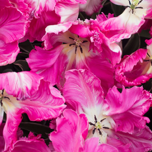 • <a style="font-size:0.8em;" href="http://www.flickr.com/photos/96122682@N08/37963890501/" target="_blank">View on Flickr</a>