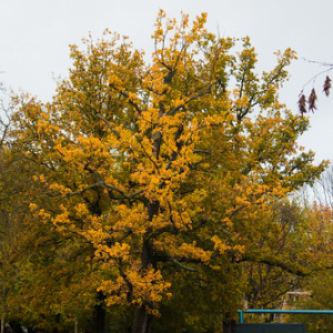 Vondelpark Vondelpark • <a style="font-size:0.8em;" href="http://www.flickr.com/photos/96122682@N08/26213444589/" target="_blank">View on Flickr</a>