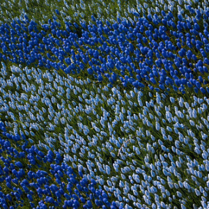 • <a style="font-size:0.8em;" href="http://www.flickr.com/photos/96122682@N08/37933196162/" target="_blank">View on Flickr</a>