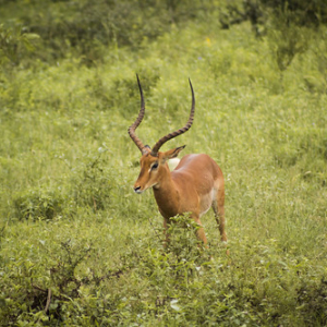 Impala macho Impala macho • <a style="font-size:0.8em;" href="http://www.flickr.com/photos/96122682@N08/37921101082/" target="_blank">View on Flickr</a>