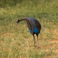 Pintada vulturina Pintada vulturina • <a style="font-size:0.8em;" href="http://www.flickr.com/photos/96122682@N08/37952473991/" target="_blank">View on Flickr</a>