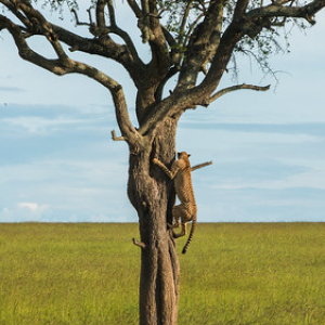 Los guepardos se suben a los árboles para tener una mejor vista y así buscar a su presa. • <a style="font-size:0.8em;" href="http://www.flickr.com/photos/96122682@N08/37961878081/" target="_blank">View on Flickr</a>