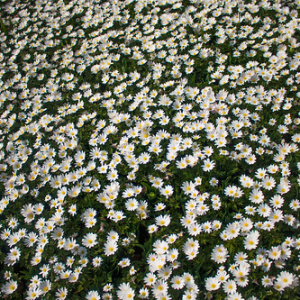 • <a style="font-size:0.8em;" href="http://www.flickr.com/photos/96122682@N08/37963895621/" target="_blank">View on Flickr</a>