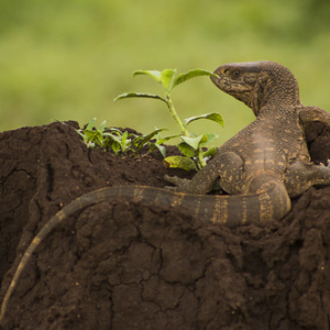 Lagarto monitor Lagarto monitor • <a style="font-size:0.8em;" href="http://www.flickr.com/photos/96122682@N08/26176205969/" target="_blank">View on Flickr</a>