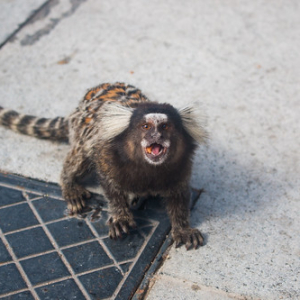 No se come con la boca abierta No se come con la boca abierta • <a style="font-size:0.8em;" href="http://www.flickr.com/photos/96122682@N08/26221080909/" target="_blank">View on Flickr</a>