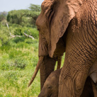 El pequeño elefante siempre camina a la sombra de su mamá. El pequeño elefante siempre camina a la sombra de su mamá. • <a style="font-size:0.8em;" href="http://www.flickr.com/photos/96122682@N08/37243159664/" target="_blank">View on Flickr</a>